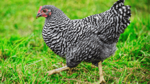 Loud Chicken Breeds