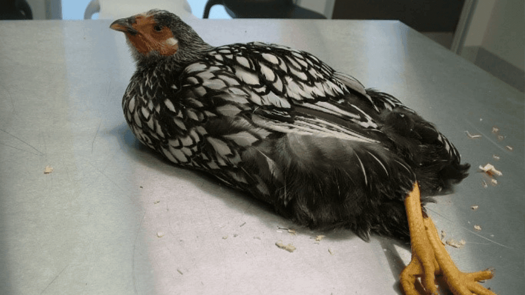 Mareks Chicken Disease: Prevention and Treatment Guide