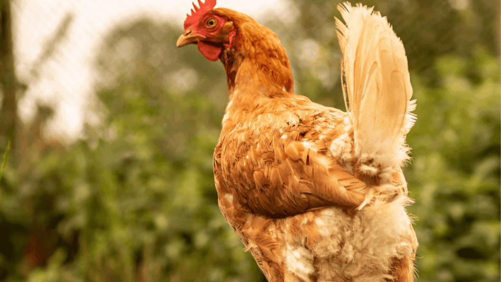 Meat and Egg Chickens
