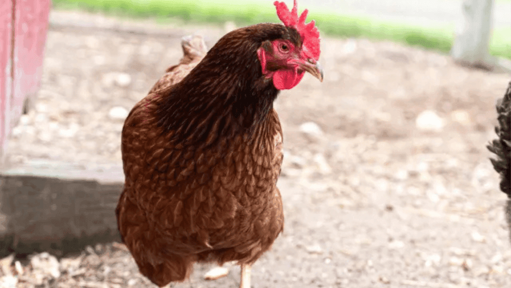 Mite Prevention in Chicken Coop and How To Get Rid Of Mites on Chickens