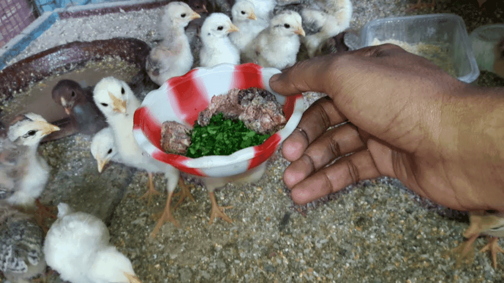 Natural Foods for Baby Chicks