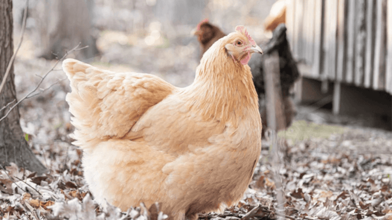 Natural Treatments for Chicken Coryza