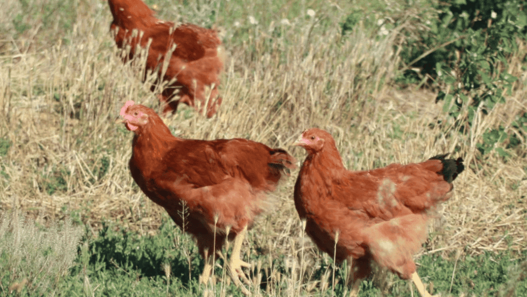 Nutritious chicken from Heritage Farms Nutritious chicken from Heritage Farms