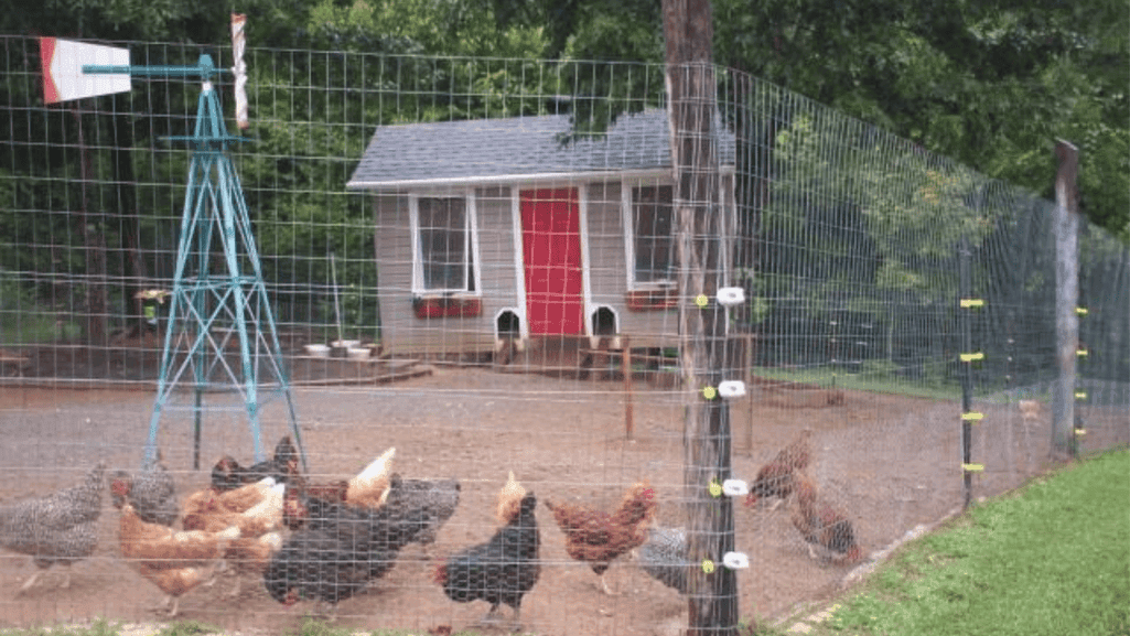 Optimal chicken pen setup