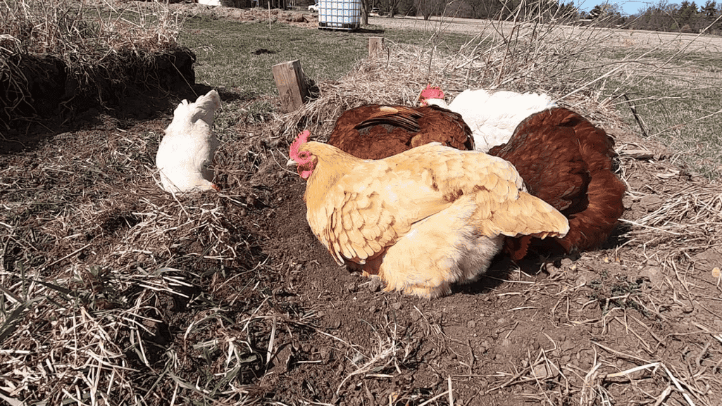 Perfect Dust Bath Area