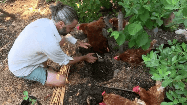 Planting for Chickens