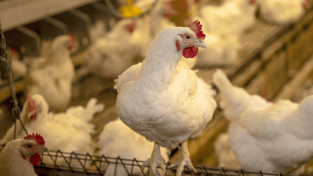 Preventing diseases in laying hens
