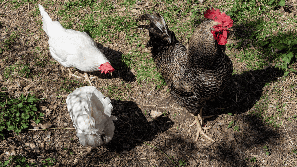 Rooster-Free Egg Production