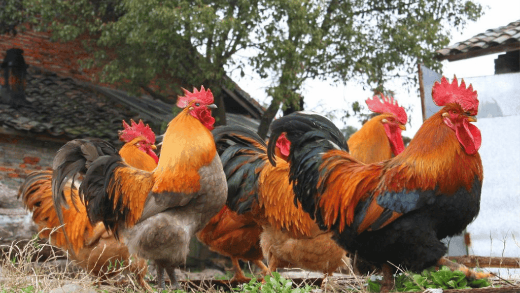 Rooster in a flock