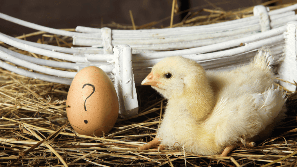 Seasonal Chicken Egg Laying Cycle