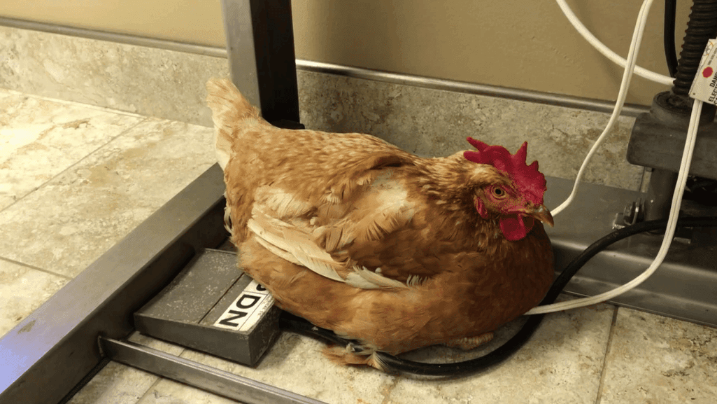 Sick Chicken Treatment Options