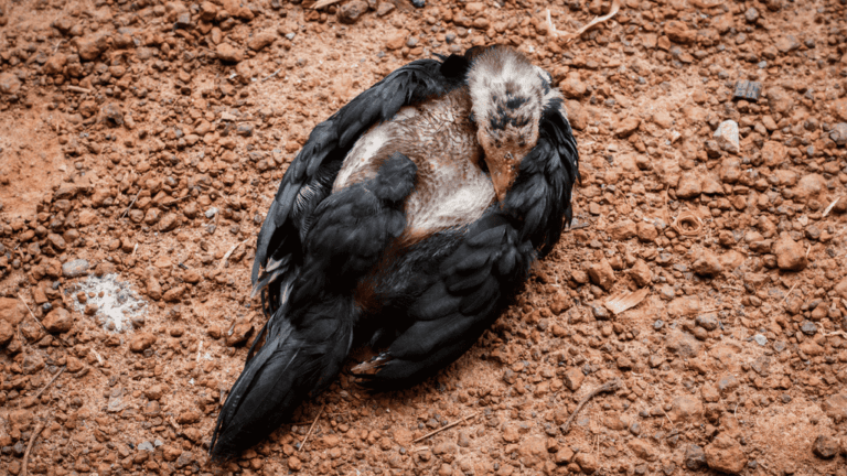 Sick Chicken