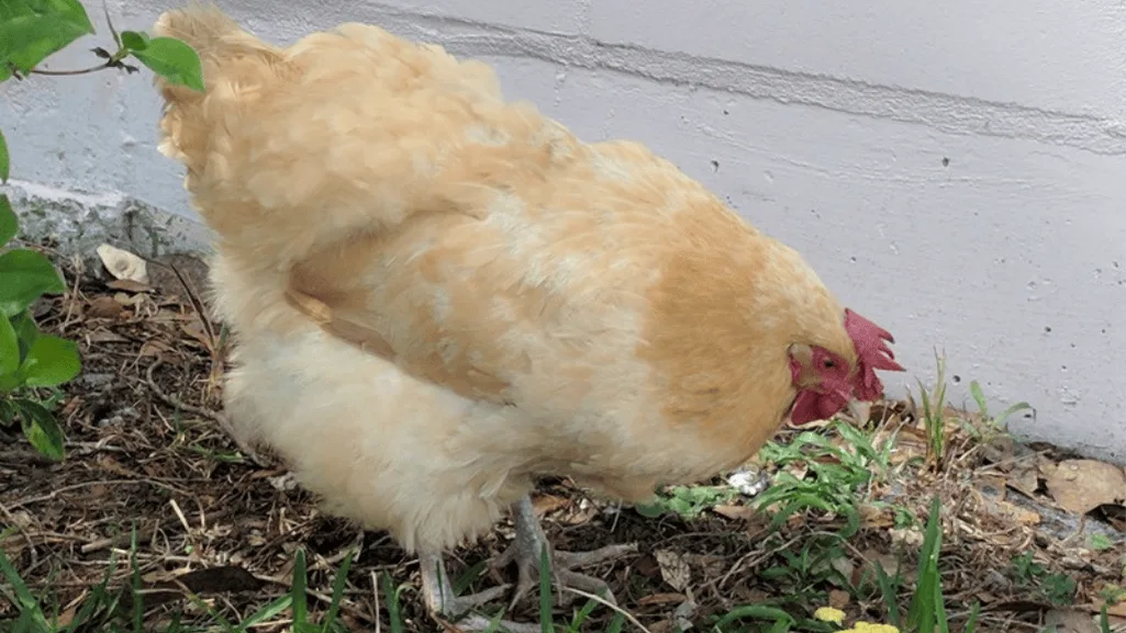Sick Chicken