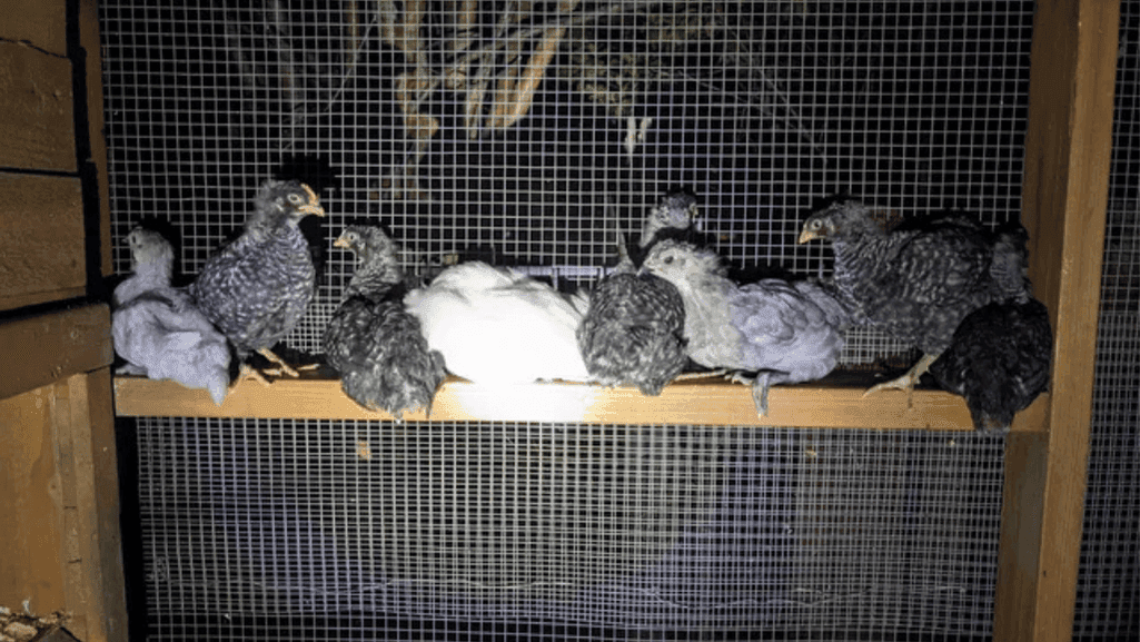 Successful Nighttime Chicken Introductions