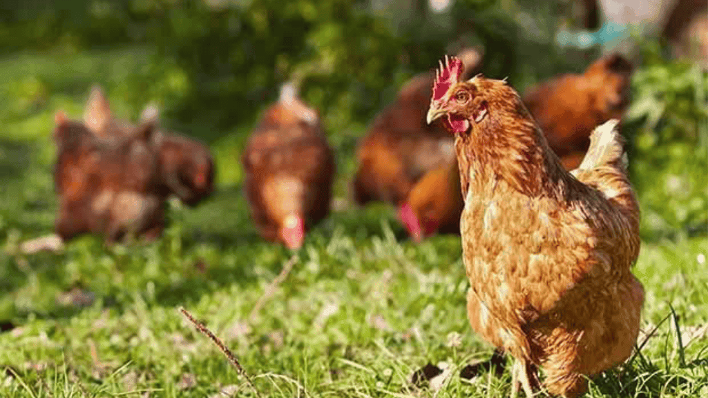 Treating Respiratory Disorders in Chickens