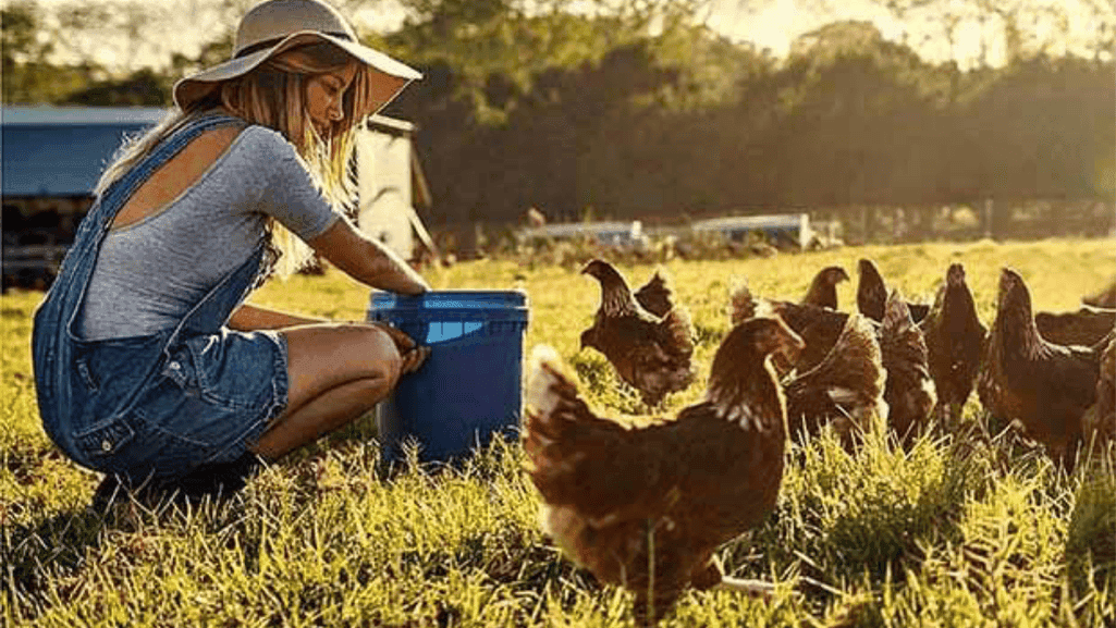 Treating Respiratory Disorders in Chickens