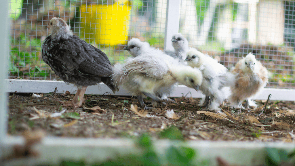 Urban Chicken Keeping