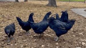 What Color Eggs Do Black Chickens Lay
