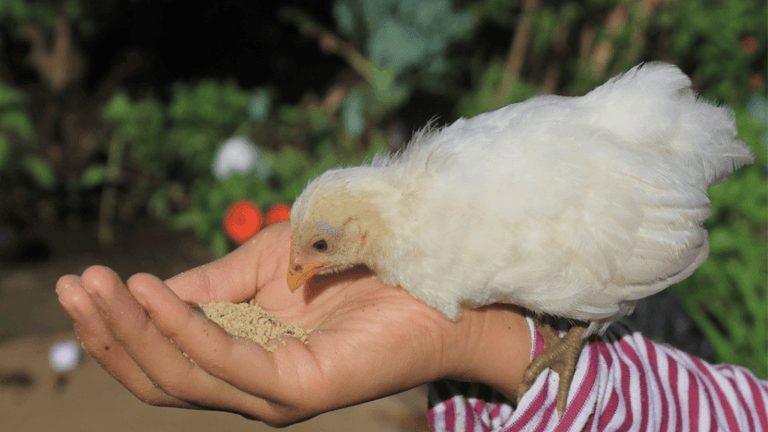 What Do Baby Chicks Eat
