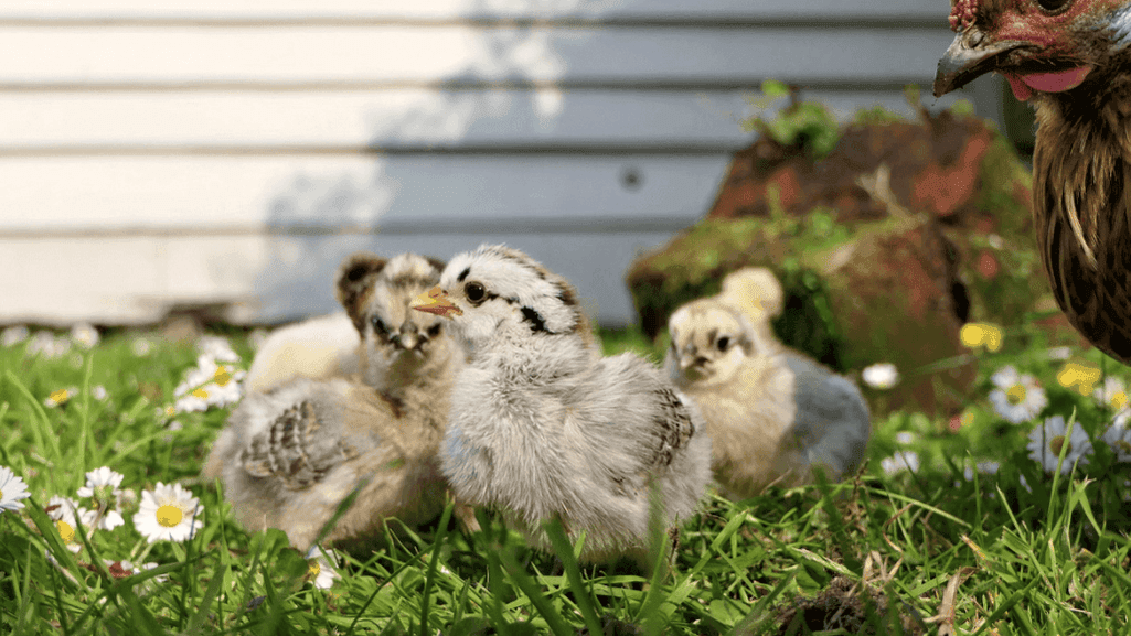 When Can Chicks Go Outside