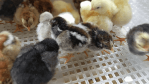 When to Take Chicks Out of Brooder