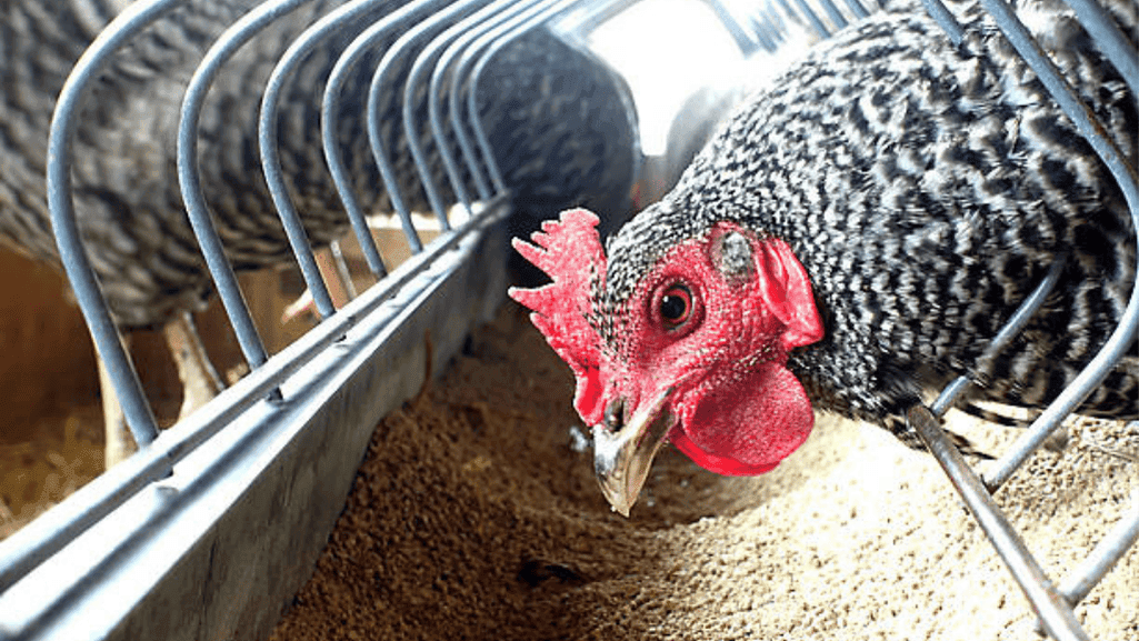 automatic poultry feeder close-up