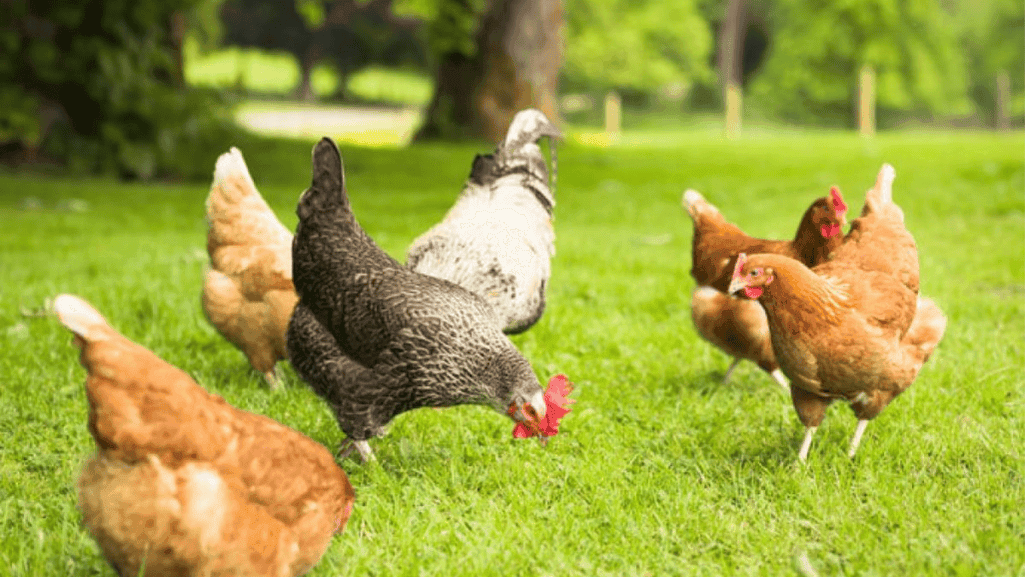 backyard chicken age indicators