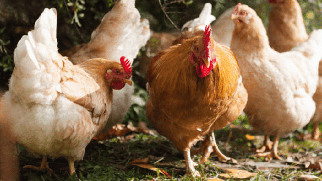 backyard chickens