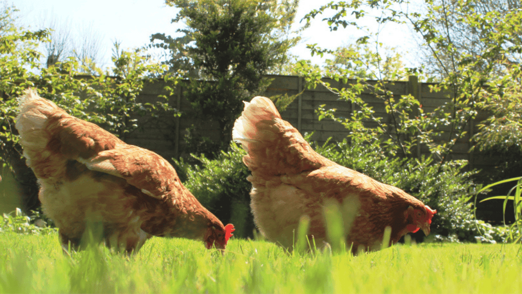 backyard flock management