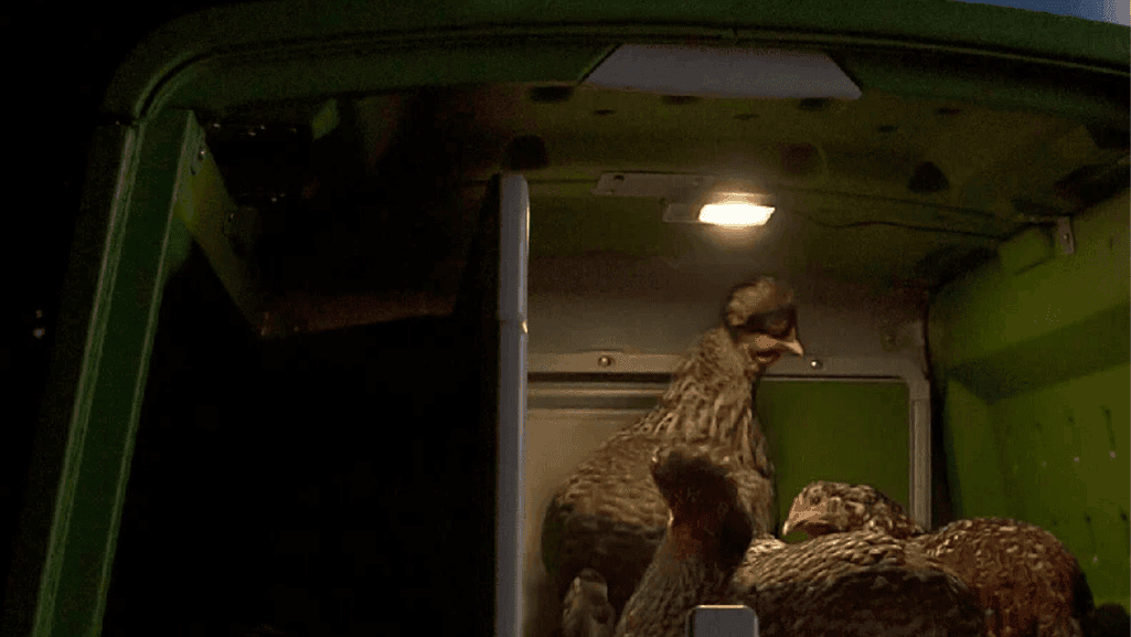 best practices for introducing chickens at night