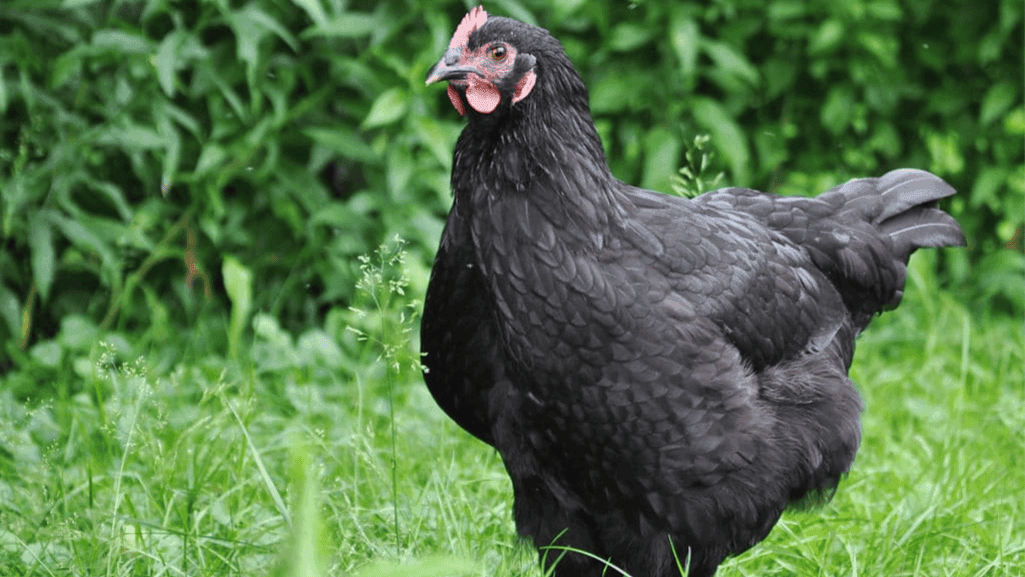 black chicken breeds egg color