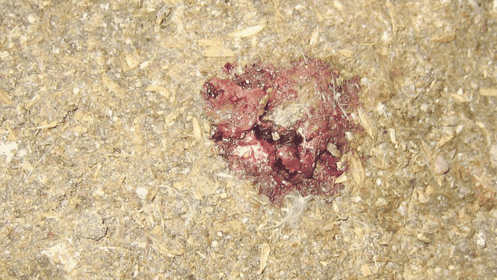 bloody droppings in chickens