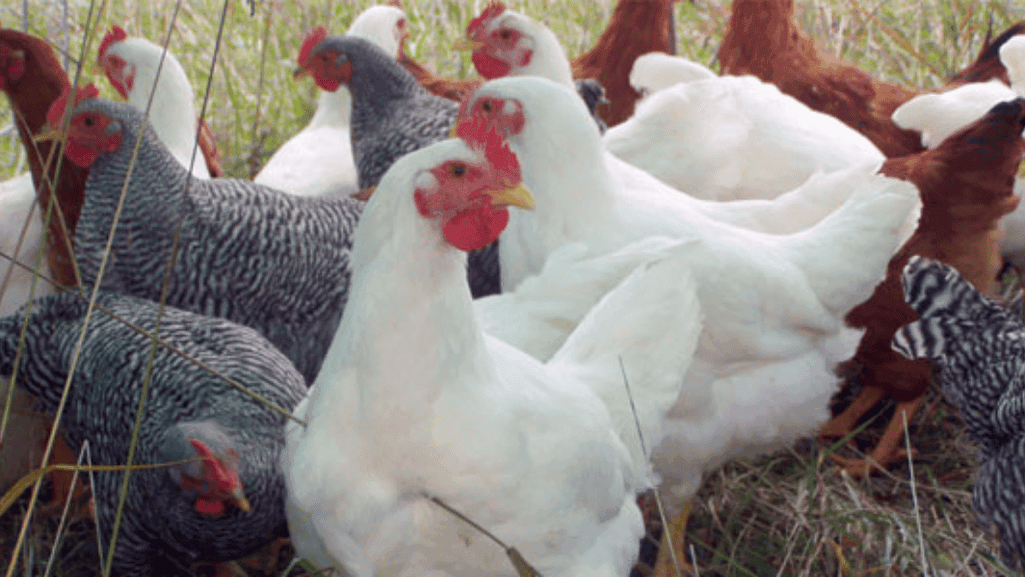 breeding meat chickens