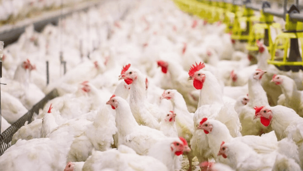 broiler management