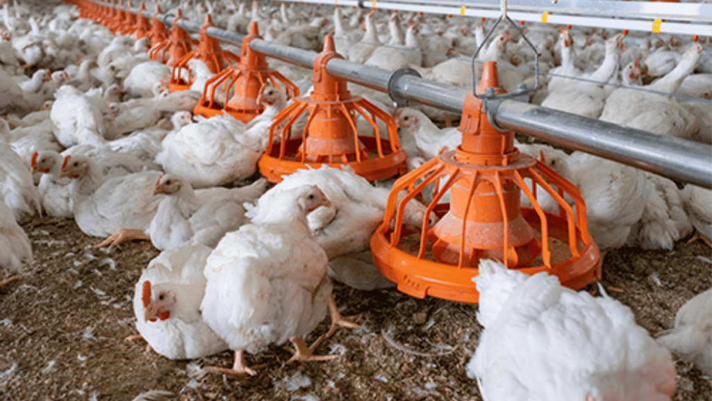 broiler management