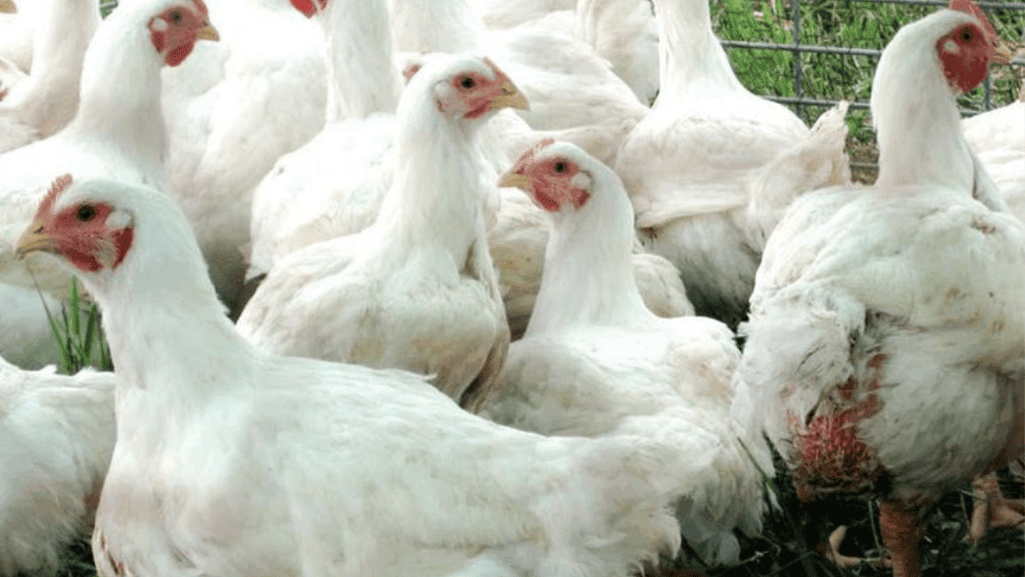 broiler nutrition for meat birds chickens