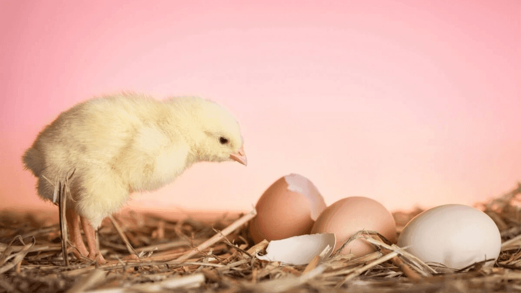 chick development stages
