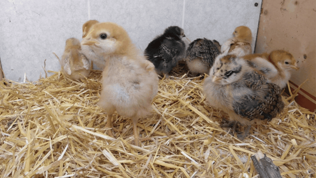 chick outdoor readiness