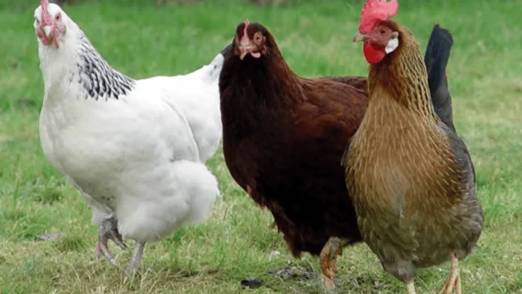 chicken breeding decisions