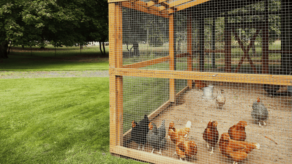 chicken coop design