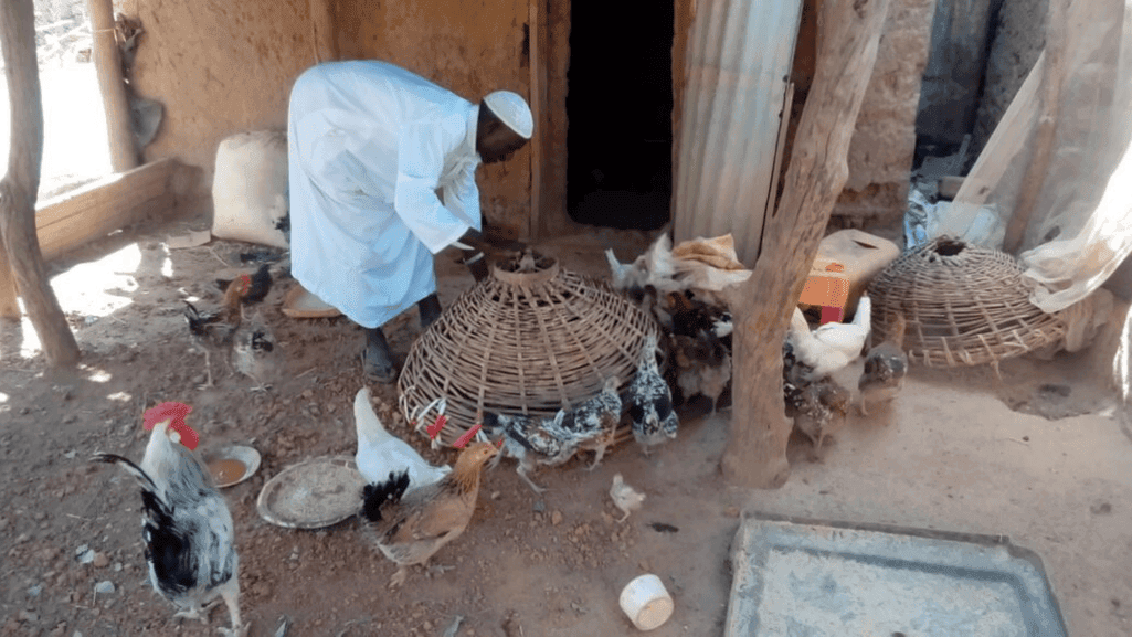 chicken coop sanitation and Permethrin for Chicken Mites