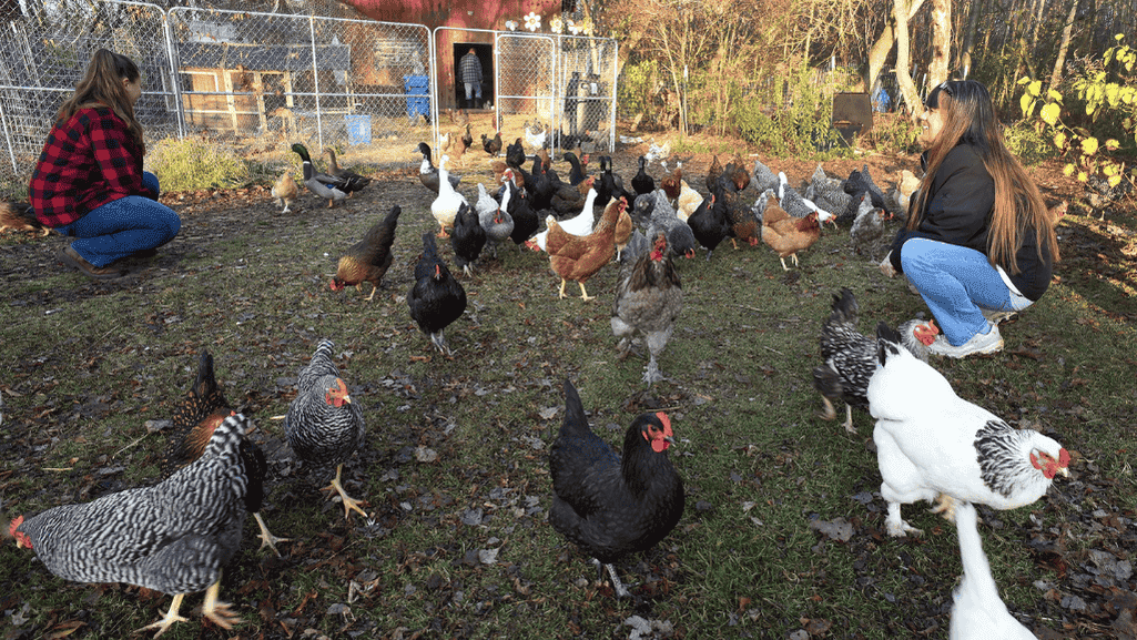 chicken coop sanitation