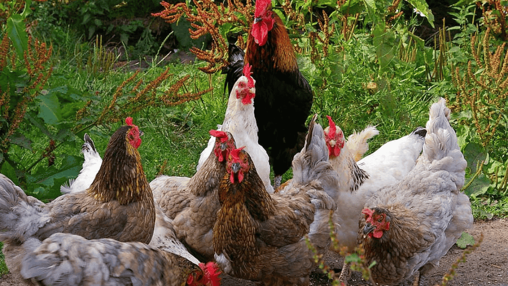 chicken digestive system