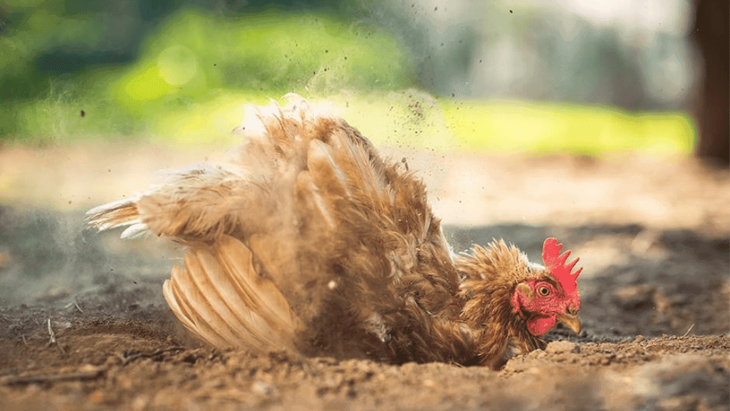 chicken dust bath