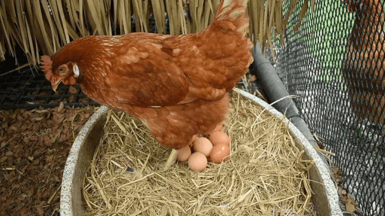 how long do chicken lay eggs