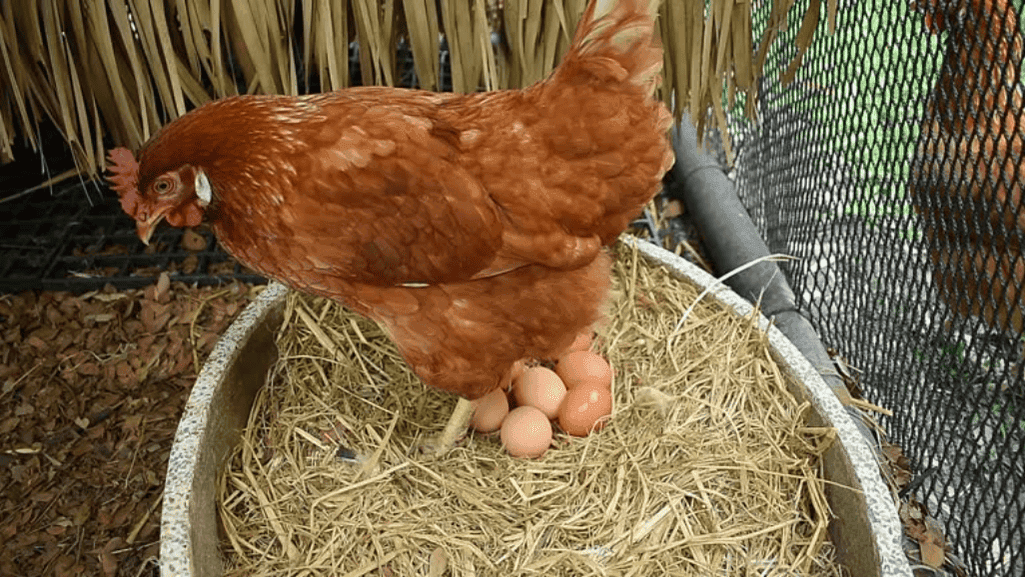 chicken egg laying timeline