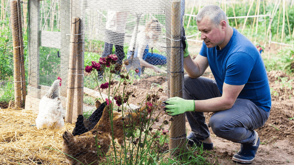 chicken-friendly landscaping chicken-friendly landscaping
