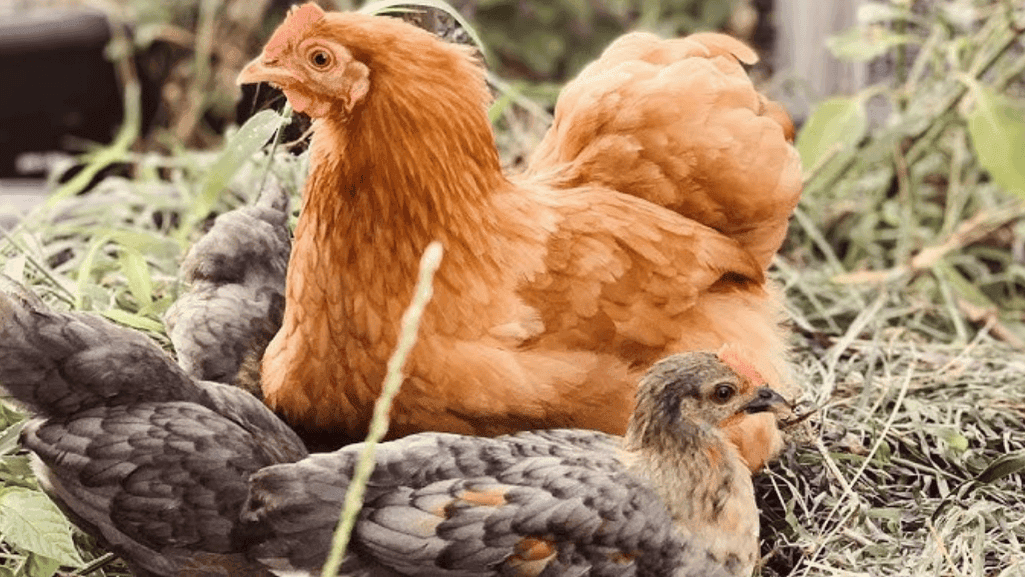 chicken genetics
