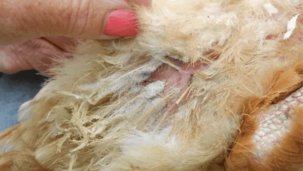 chicken lice infestation chicken lice infestation