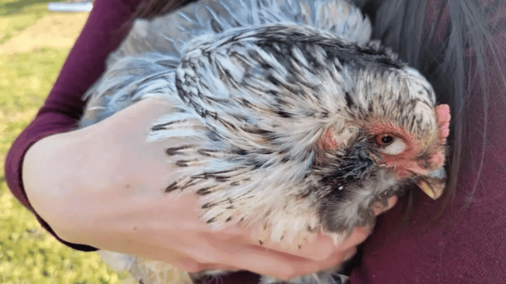 chicken respiratory disorders